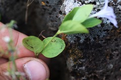 Ruellia hypericoides