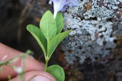 Ruellia hypericoides