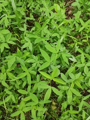 Trifolium medium