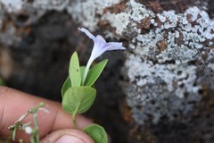 Ruellia hypericoides