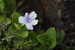 Ruellia hypericoides
