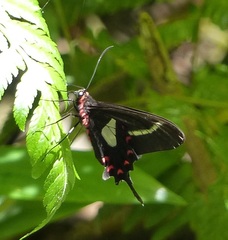 Parides agavus