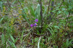 Primula pauciflora pauciflora