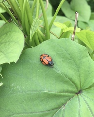 Ogdoecosta biannularis