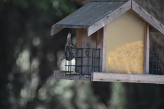 Sitta carolinensis