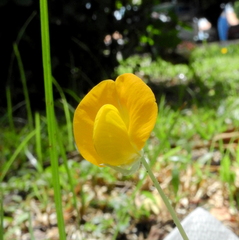 Arachis
