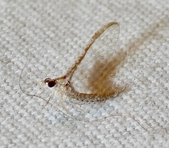 Callibaetis floridanus
