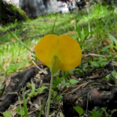 Arachis