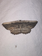 Menophra nycthemeraria