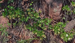 Physocarpus monogynus