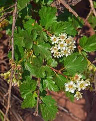 Physocarpus monogynus