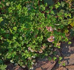 Physocarpus monogynus