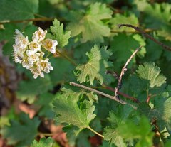 Physocarpus monogynus