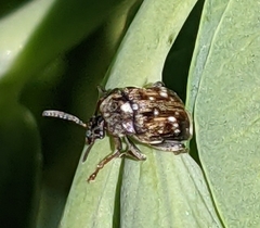 Bruchus pisorum