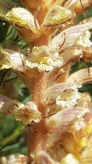 Orobanche artemisiae-campestris