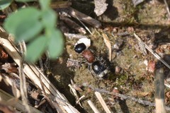 Blakeius bipunctatus