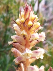 Orobanche artemisiae-campestris