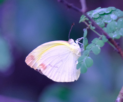 Pyrisitia dina