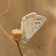 Polyommatus albicans