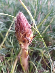 Orobanche artemisiae-campestris