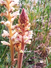 Orobanche artemisiae-campestris