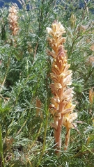 Orobanche artemisiae-campestris