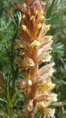 Orobanche artemisiae-campestris