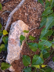 Cynanchum floribundum