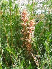 Orobanche artemisiae-campestris