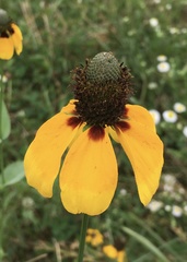 Rudbeckia maxima