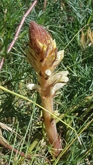 Orobanche artemisiae-campestris