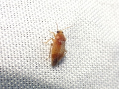Agnocoris