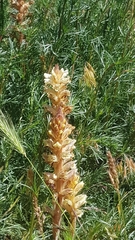 Orobanche artemisiae-campestris