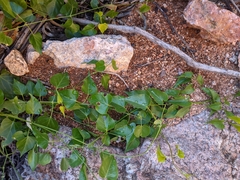 Cynanchum floribundum