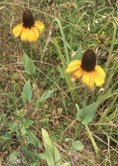 Rudbeckia maxima