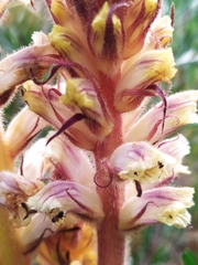 Orobanche artemisiae-campestris