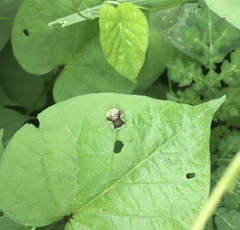 Helocassis testudinaria