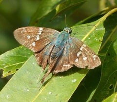 Urbanus proteus proteus