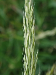 Trisetum flavescens