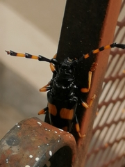 Dendrobias mandibularis