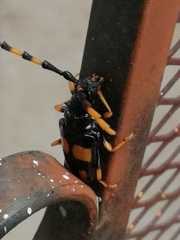 Dendrobias mandibularis