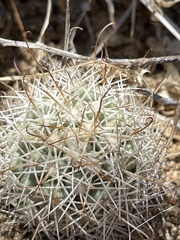 Mammillaria schumannii