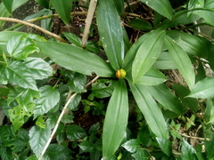 Costus