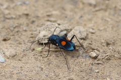 Pseudoxycheila bipustulata