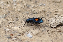 Pseudoxycheila bipustulata