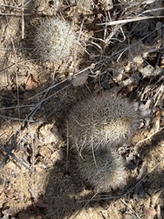Mammillaria schumannii