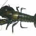 Coosa River Spiny Crayfish - Photo (c) northganaturalist, some rights reserved (CC BY-NC), uploaded by northganaturalist