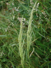 Trisetum flavescens
