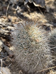 Mammillaria schumannii