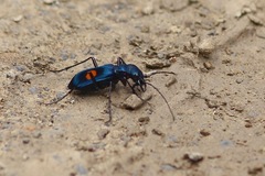 Pseudoxycheila bipustulata